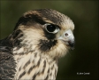 Peregrine-Falcon;Falcon;Falco-peregrinus;portrait;one-animal;close-up;color-imag